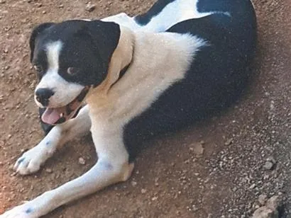 Cachorro raça SRD-ViraLata idade 2 anos nome Bolinha
