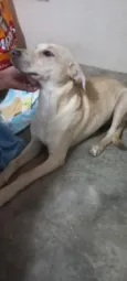 Paçoca