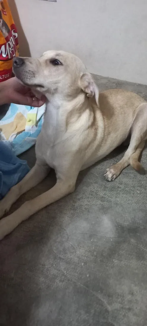 Cachorro raça SRD-ViraLata idade 7 a 11 meses nome Paçoca
