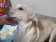 Paçoca