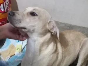 Cachorro raça SRD-ViraLata idade 7 a 11 meses nome Paçoca