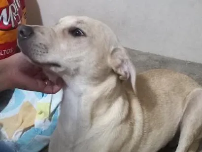 Cachorro raça SRD-ViraLata idade 7 a 11 meses nome Paçoca