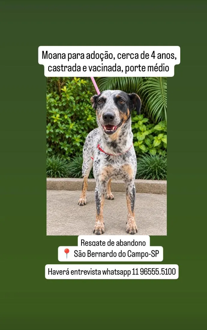 Cachorro raça SRD-ViraLata idade 4 anos nome Moana