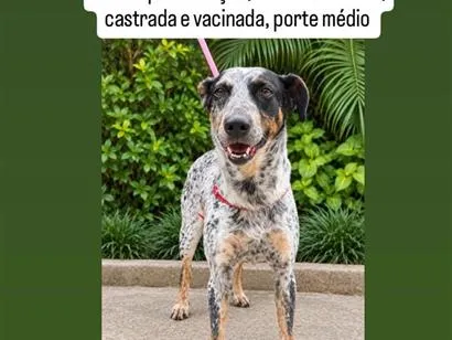 Cachorro raça SRD-ViraLata idade 4 anos nome Moana