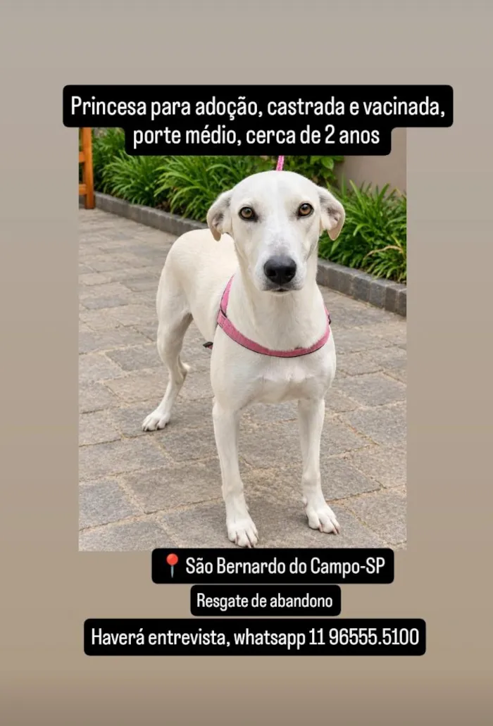 Cachorro raça SRD-ViraLata idade 2 anos nome Princesa