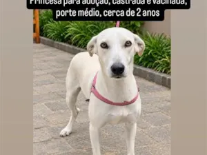 Cachorro raça SRD-ViraLata idade 2 anos nome Princesa