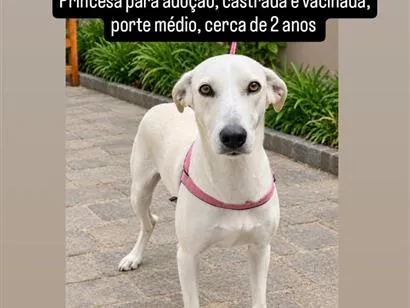 Cachorro raça SRD-ViraLata idade 2 anos nome Princesa