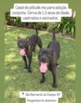 pitbulls 