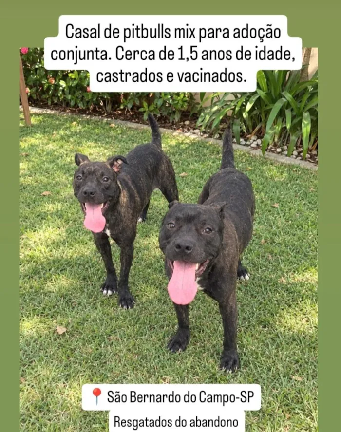 Cachorro raça SRD-ViraLata idade 2 anos nome pitbulls 