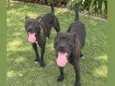pitbulls 