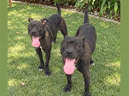 Cachorro raça SRD-ViraLata idade 2 anos nome pitbulls 