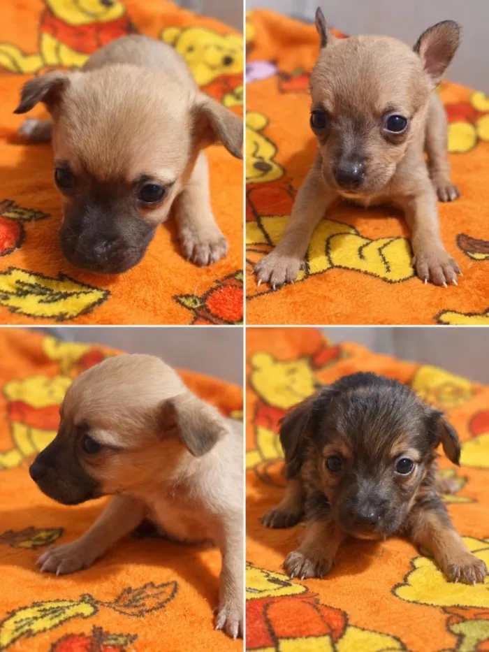 Cachorro raça SRD-ViraLata idade Abaixo de 2 meses nome filhotes