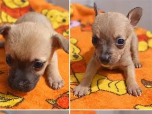 Cachorro raça SRD-ViraLata idade Abaixo de 2 meses nome filhotes