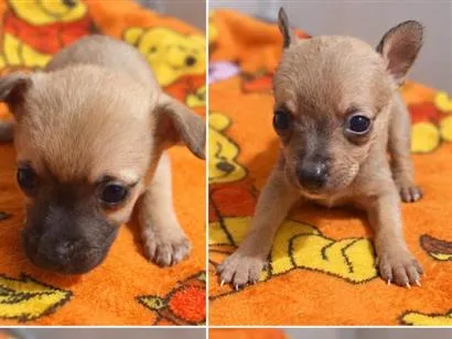 Cachorro raça SRD-ViraLata idade Abaixo de 2 meses nome filhotes