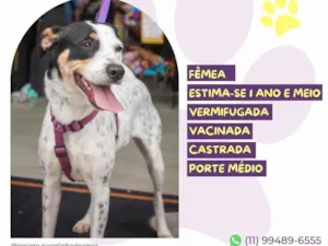 Cachorro raça SRD-ViraLata idade Abaixo de 2 meses nome Laika