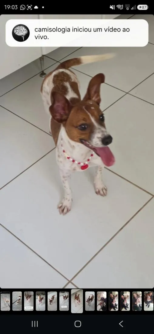 Cachorro raça SRD-ViraLata idade 7 a 11 meses nome Mabel