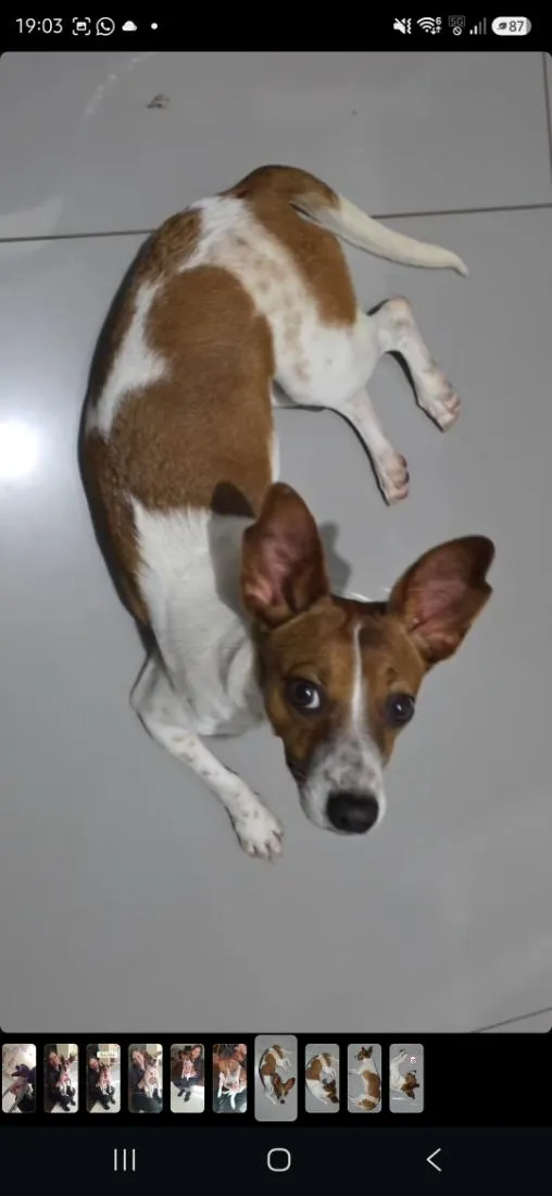 Cachorro raça SRD-ViraLata idade 7 a 11 meses nome Mabel