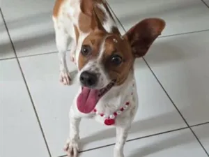 Cachorro raça SRD-ViraLata idade 7 a 11 meses nome Mabel