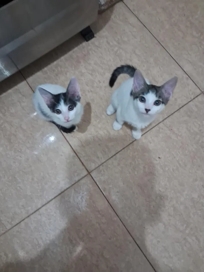 Gato raça SRD-ViraLata idade 2 a 6 meses nome SEM nome ainda