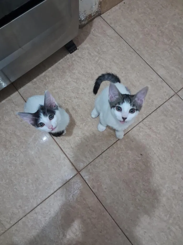 Gato raça SRD-ViraLata idade 2 a 6 meses nome SEM nome ainda