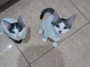 Gato raça SRD-ViraLata idade 2 a 6 meses nome SEM nome ainda