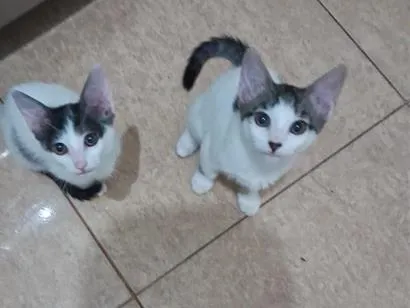 Gato raça SRD-ViraLata idade 2 a 6 meses nome SEM nome ainda