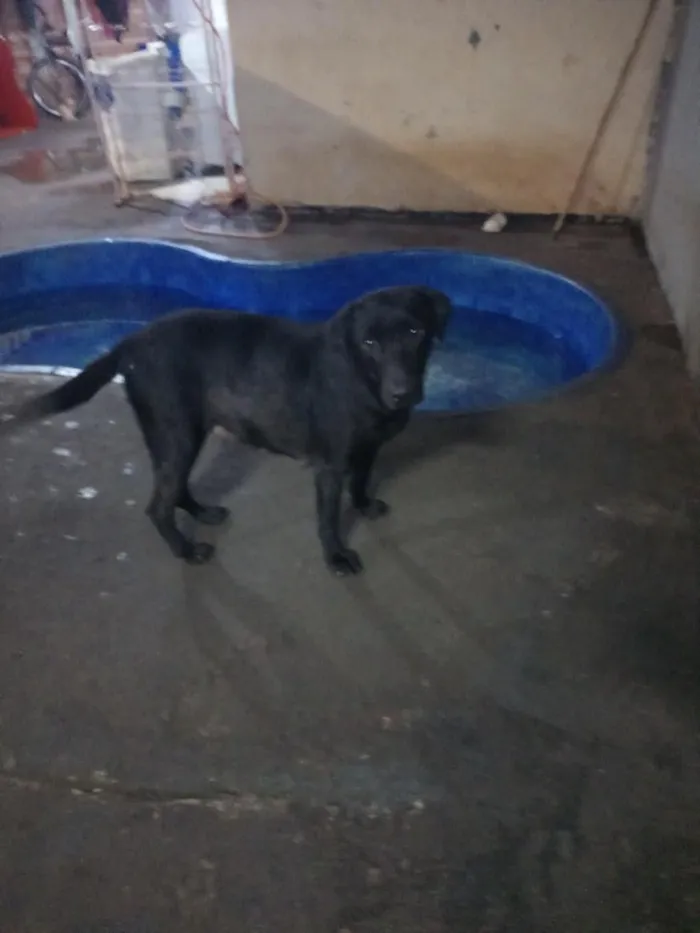 Cachorro raça SRD-ViraLata idade 2 anos nome Negruta