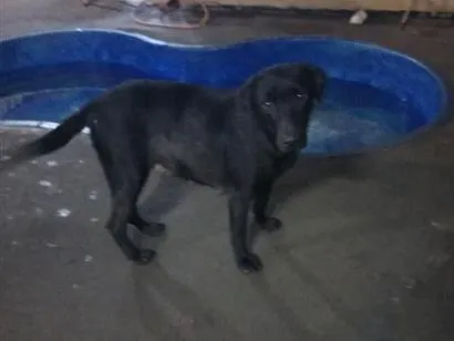 Cachorro raça SRD-ViraLata idade 2 anos nome Negruta