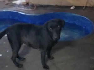 Cachorro raça SRD-ViraLata idade 2 anos nome Negruta