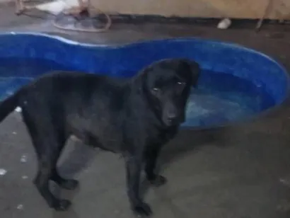 Cachorro raça SRD-ViraLata idade 2 anos nome Negruta
