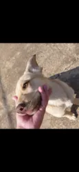 Bubu