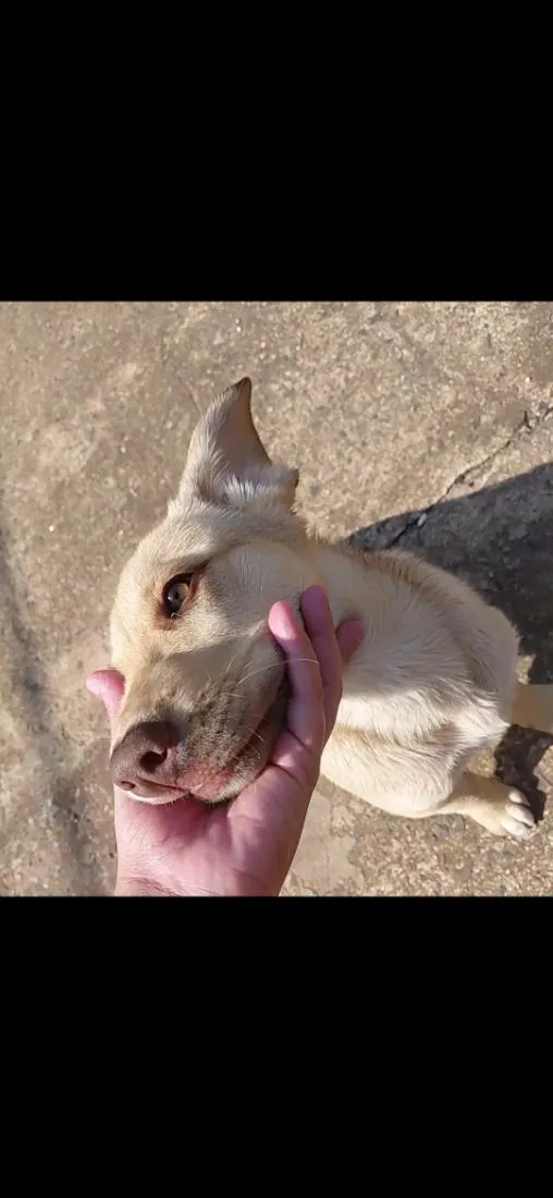 Cachorro raça Labrador idade 2 a 6 meses nome Bubu