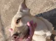 Bubu