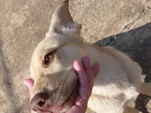 Cachorro raça Labrador idade 2 a 6 meses nome Bubu
