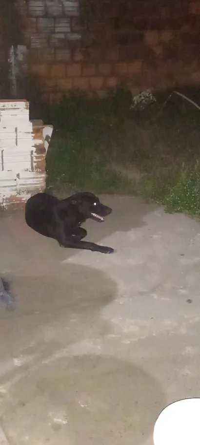 Cachorro raça SRD-ViraLata idade 2 anos nome Noti