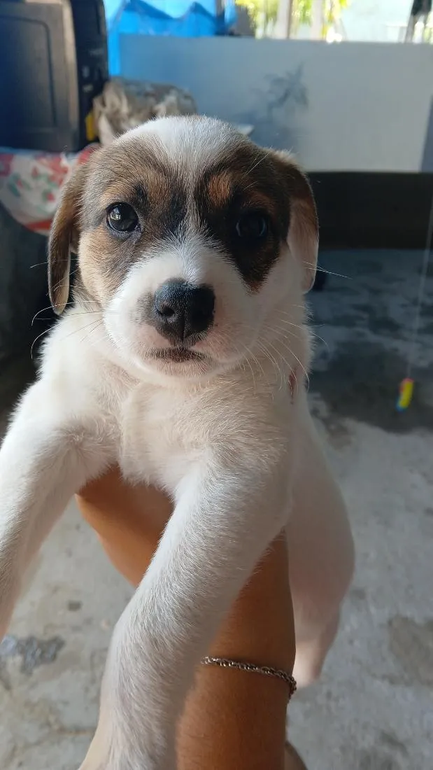 Cachorro raça SRD-ViraLata idade Abaixo de 2 meses nome Ainda não tem um nome