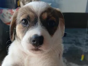 Cachorro raça SRD-ViraLata idade Abaixo de 2 meses nome Ainda não tem um nome