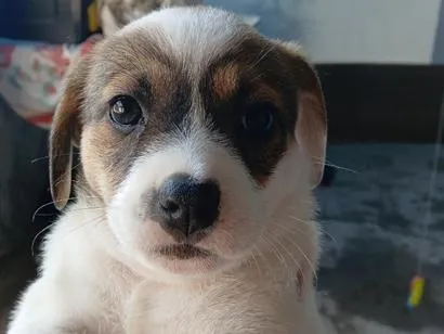 Cachorro raça SRD-ViraLata idade Abaixo de 2 meses nome Ainda não tem um nome