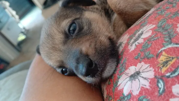 Cachorro raça SRD-ViraLata idade Abaixo de 2 meses nome Ainda nao tem nome