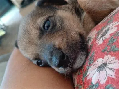 Cachorro raça SRD-ViraLata idade Abaixo de 2 meses nome Ainda nao tem nome