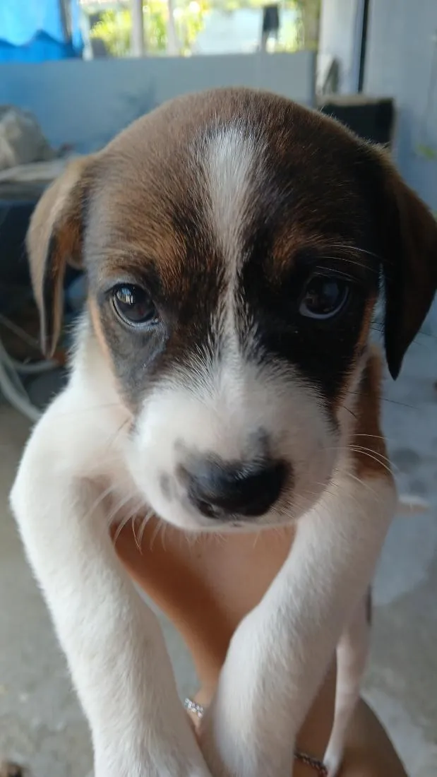Cachorro raça SRD-ViraLata idade Abaixo de 2 meses nome Ainda não tem nome