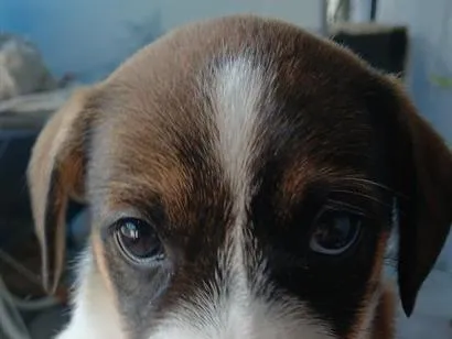 Cachorro raça SRD-ViraLata idade Abaixo de 2 meses nome Ainda não tem nome