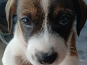 Cachorro raça SRD-ViraLata idade Abaixo de 2 meses nome Ainda não tem nome