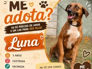 Cachorro raça SRD-ViraLata idade 3 anos nome Luna