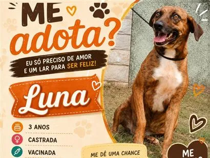 Cachorro raça SRD-ViraLata idade 3 anos nome Luna