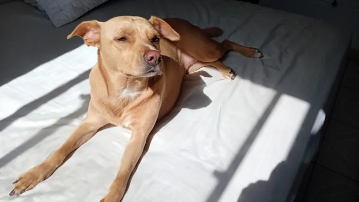 Cachorro raça SRD-ViraLata idade 3 anos nome Luna