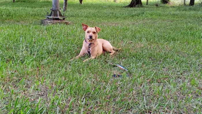 Cachorro raça SRD-ViraLata idade 3 anos nome Luna