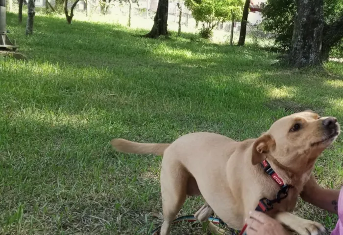 Cachorro raça SRD-ViraLata idade 3 anos nome Luna