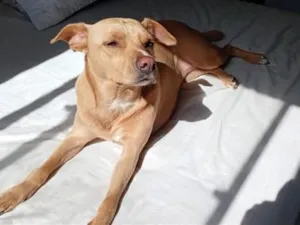Cachorro raça SRD-ViraLata idade 3 anos nome Luna