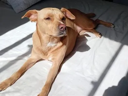 Cachorro raça SRD-ViraLata idade 3 anos nome Luna
